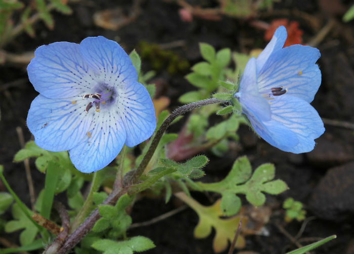 Blue flowers